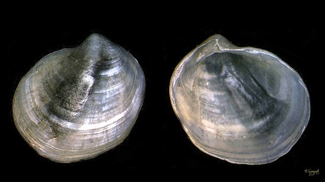 Thyasira da determinare